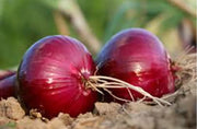 Red Burgundy Onion Seeds
