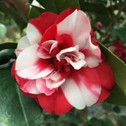 Red White Japonica Camellia Seeds