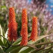 Aloe Ferox Seeds - Herbal Seeds