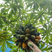 Orange Papaya Seeds