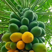 Orange Papaya Seeds