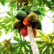 Orange Papaya Seeds