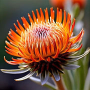 orange protea Seeds