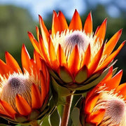 orange protea Seeds