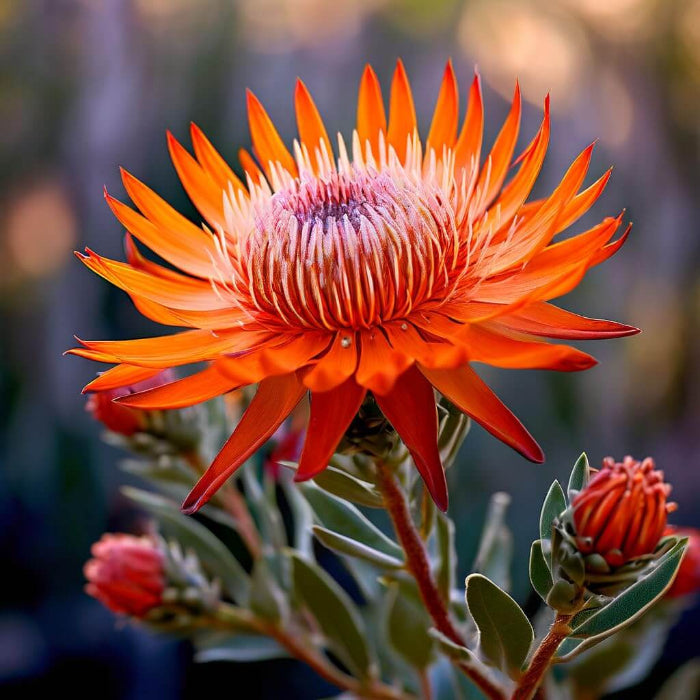 orange protea Seeds