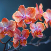 Orange White Phalaenopsis Orchid Seeds
