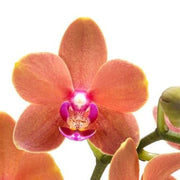 Orange Pink Phalaenopsis Orchid Seeds