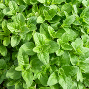 Oregano Herb Seeds, Origanum vulgare Herb Seeds