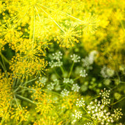 Anethum Graveolens Dill Seeds, Herbal