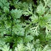 Tong Ho Chrysanthemum Greens Seeds