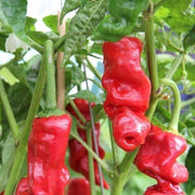 red Peter Pepper Seeds