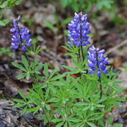 Argenteus Lupine Seeds
