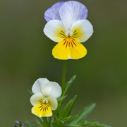 Yellow and White Pansy Seeds