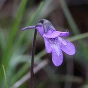 Common Butterwort Seeds