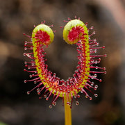 Fork-leaved Sundew Seeds