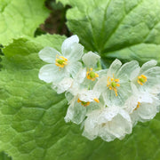Skeleton Seeds, Diphylleia grayi Flower Seeds