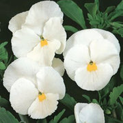 White Pansy Seeds