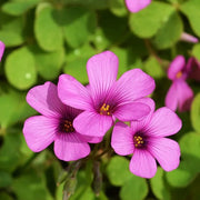 Pink Wood-Sorrel Oxalis Debilis Seeds