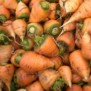 Oxheart Carrot Seeds