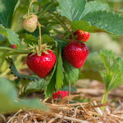 Ozark Beauty Strawberry Seeds