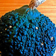 Chicago Warted Hubbard Squash Seeds