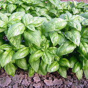 Piccolino Basil Seeds, Herbal