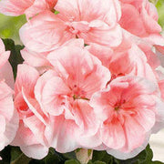 Geranium Seeds, Salmon & White