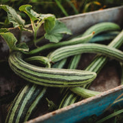 Green Serpent Melon Seeds