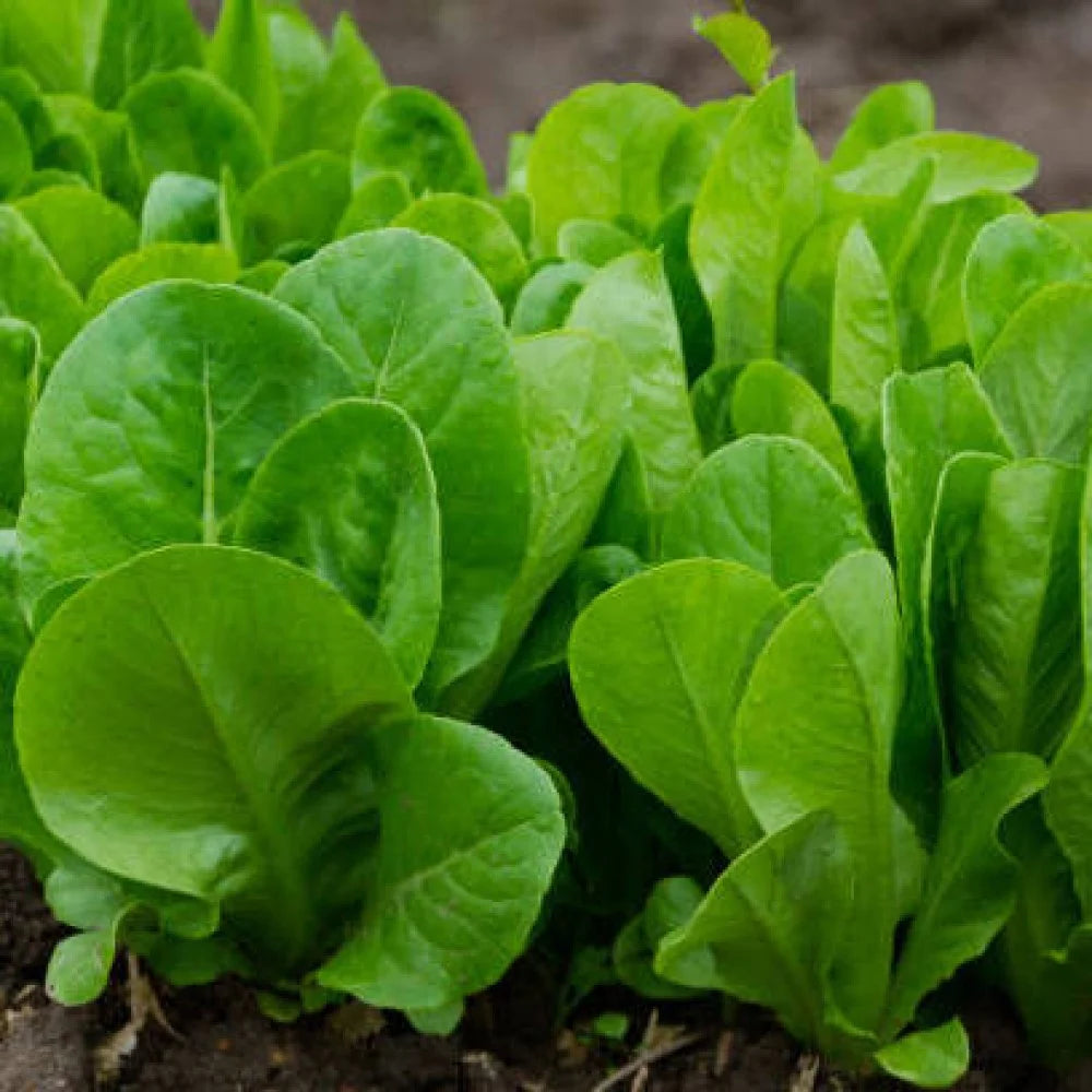 Palak Seeds, Spinacia oleracea Vegetable Seeds