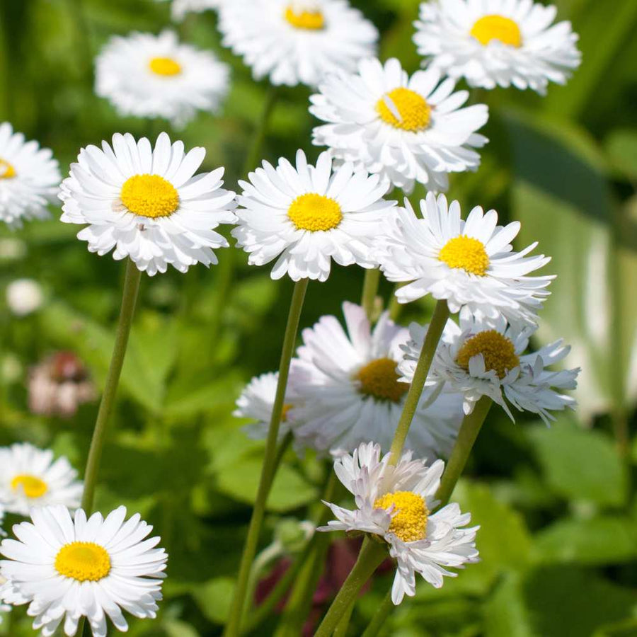 Creeping Daisy Seeds - Mauranthemum paludosum Flower Seeds