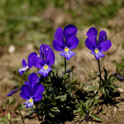 Blue and White Johnny Jump Up Seeds
