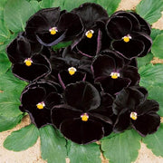Black Viola Seeds