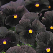 Halloween Black Pansy Seeds