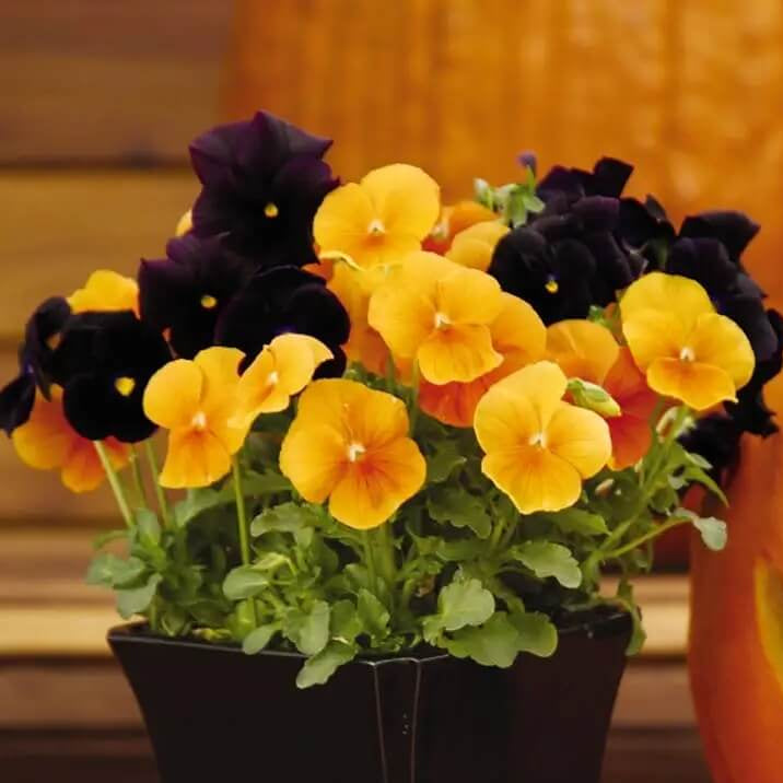 Halloween Mix Pansy Seeds