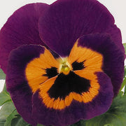 Orange Violet Pansy Seeds