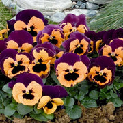 Orange Violet Pansy Seeds
