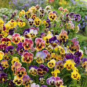 Cottage Essential Pansy Seeds