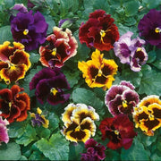 Double Heirloom Pansy Rococo Seeds
