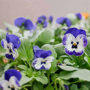 Blue & White Pansy Seeds