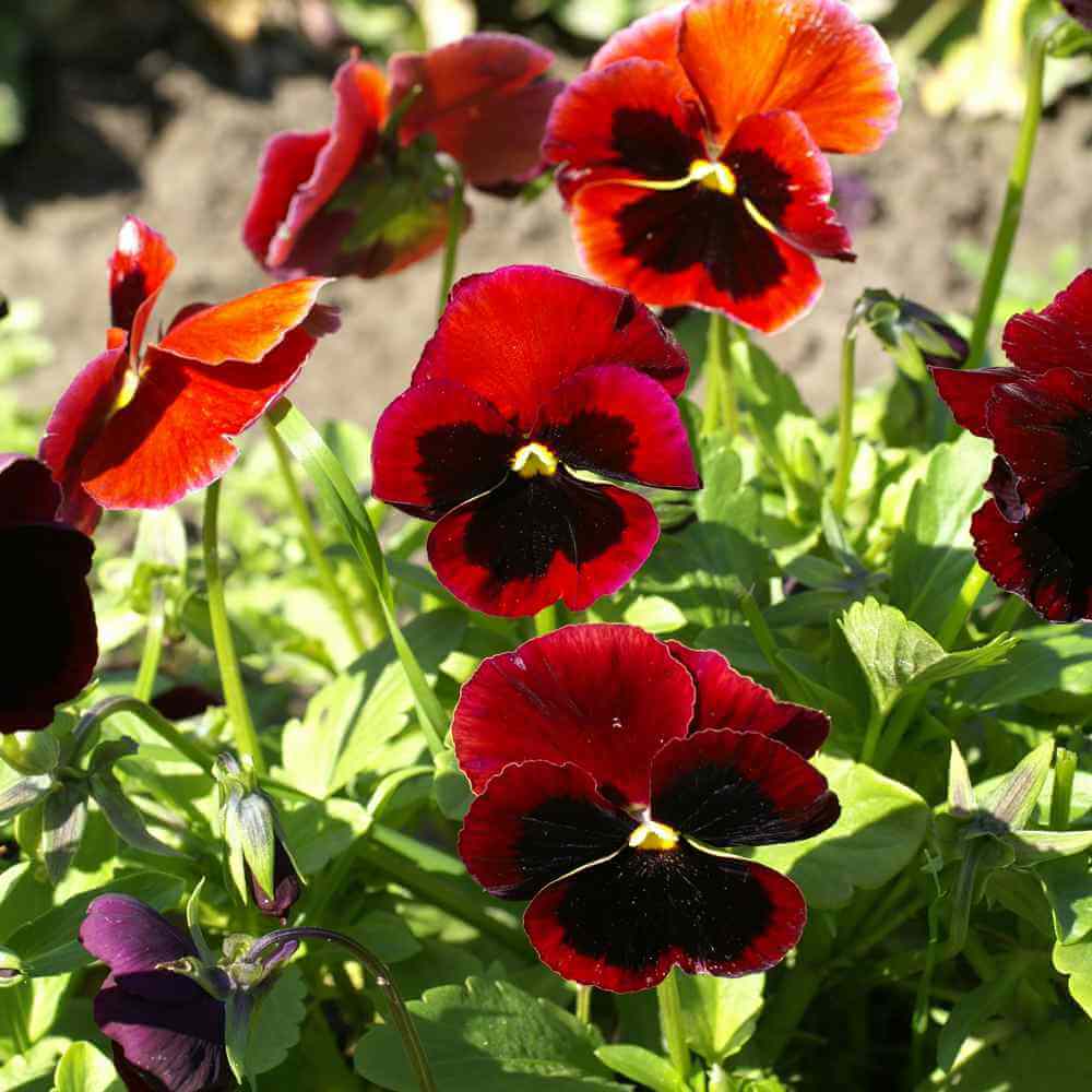Red pansy Viola Tricolor Seeds
