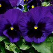 Delta Pre Deep Blue Pansy Seeds