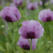Papaver somniferum Poppy Seeds