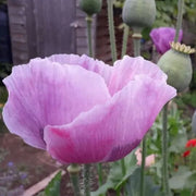 Papaver somniferum Poppy Seeds
