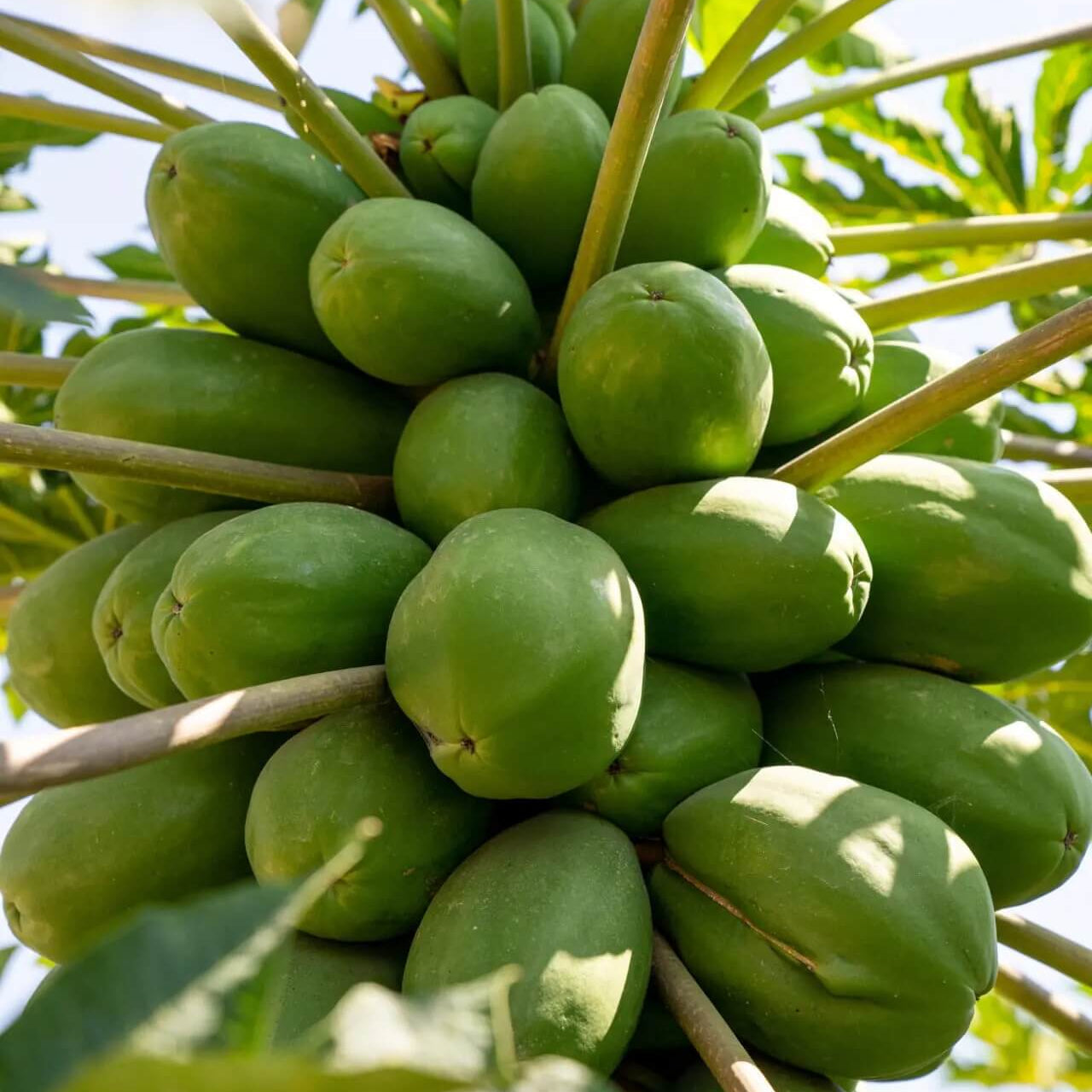 Good-Yield Tropical Papaya Seeds