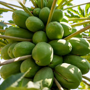 Good-Yield Tropical Papaya Seeds