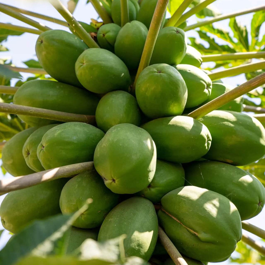 Good-Yield Tropical Papaya Seeds