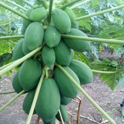 Pusa Delicious Papaya Seeds