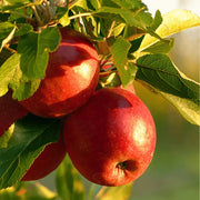Red Apple Seeds