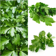 Giant Italian Flat Leaf Parsley Seeds, Herbal