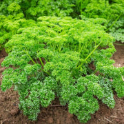Petroselinum Crispum Parsley Seeds